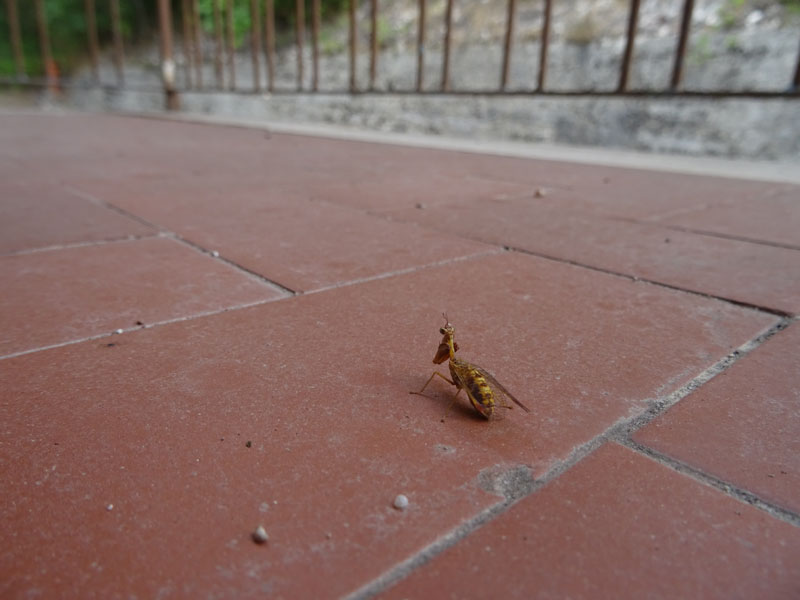 Mantispa styriaca - Mantispidae